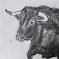Dibujo de estudio de un toro español — detail