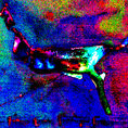 Metamorfosis de una quimera: del pigmento al pixel — frontal