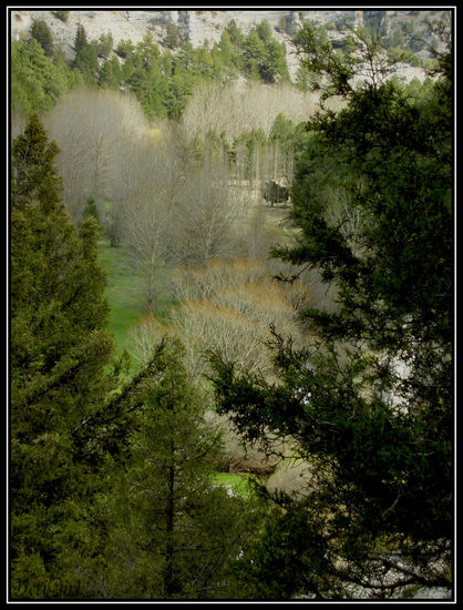 el bosque del rio Lobos Nature Color (Digital)