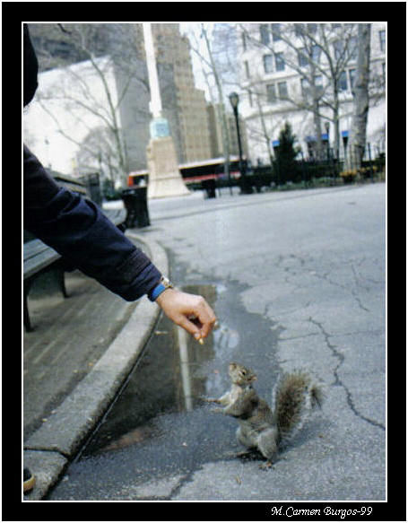 Ardilla en Battery Park