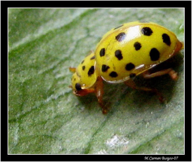 Mariquita amarilla II Otras temáticas Color (Digital)