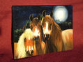 caballos en la noche