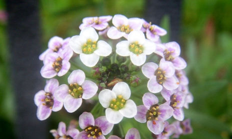 flores