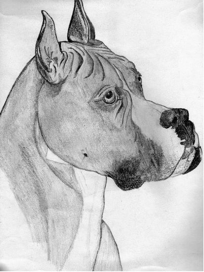 Perro boxer Grafito