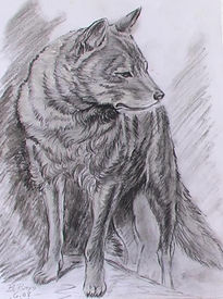 Lobo