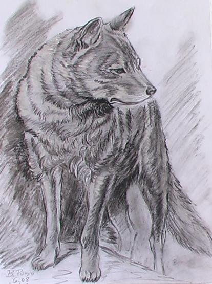 lobo