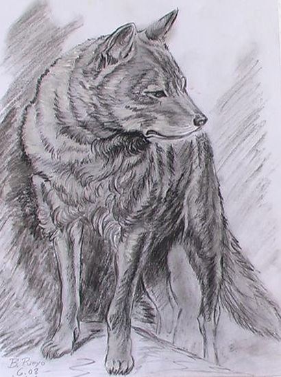 lobo Carboncillo