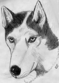 Siberian husky