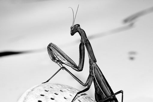 mantis Naturaleza Blanco y Negro (Digital)