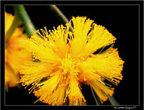 Flor de la Mimosa