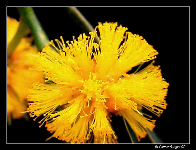 Flor de la Mimosa Naturaleza Color (Digital)