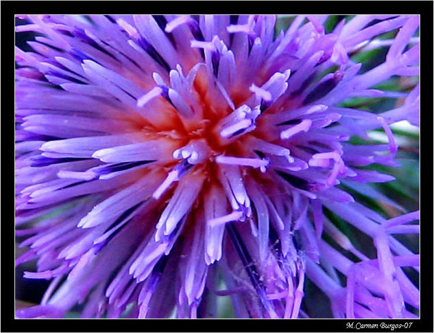 Flor silvestre Naturaleza Color (Digital)