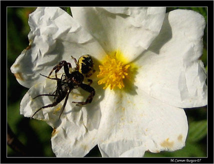 Insecto y jara