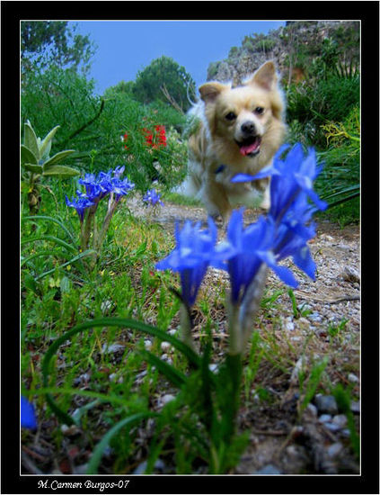 Leo y lirios silvestres Naturaleza Color (Digital)