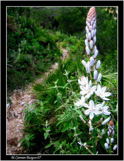 Varita de San José Naturaleza Color (Digital)