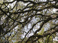 serie árbol