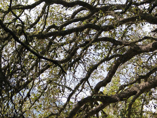 serie árbol