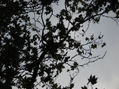 serie árbol