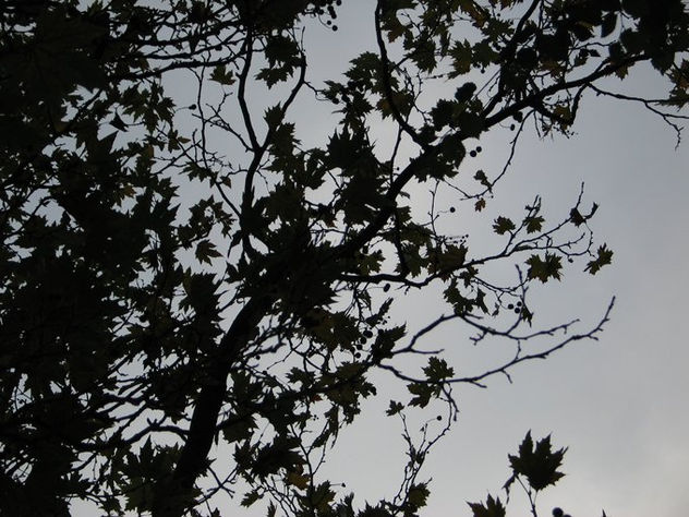 serie árbol