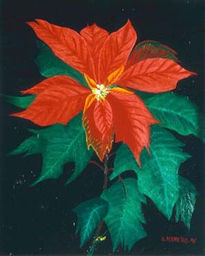 Flor de Pascua