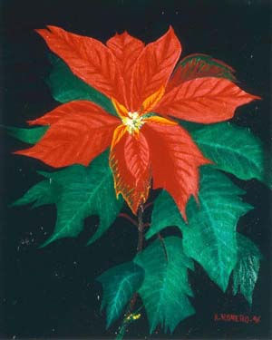 Flor de Pascua