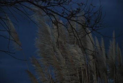 Juncos