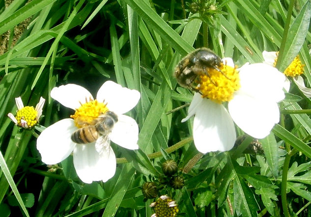 La Abeja y el Quijote Naturaleza Color (Digital)