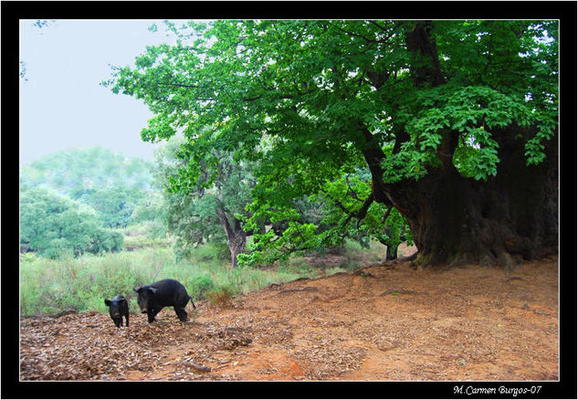 Jabalíes en el Castaño Santo Nature Color (Digital)