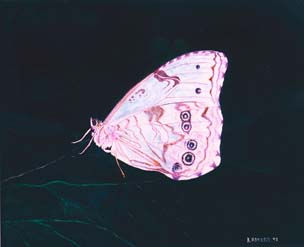 Mariposa Óleo Lienzo