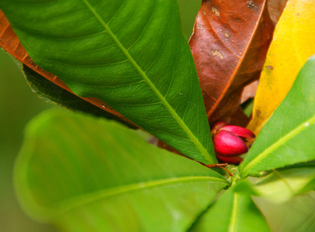 Abanico Nature Color (Digital)