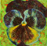 pansy04