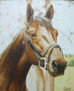 caballo de campo