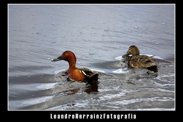 Pato Colorado 