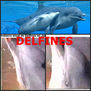 Delfines