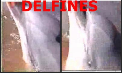 Delfines