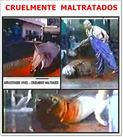 cruelmente maltrados
