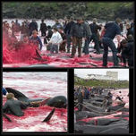 Delfines thumbnail 2