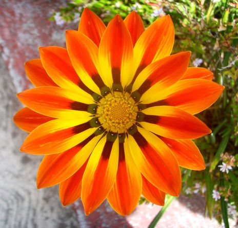 Belleza
