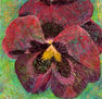 pansy05