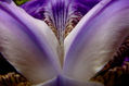 flor