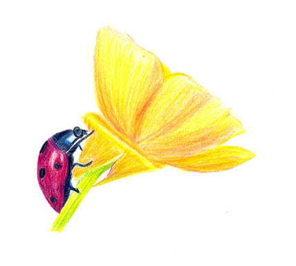 Escarabajo en flor