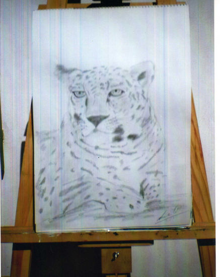 LEOPARDO 