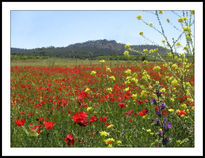 Pradera de amapolas