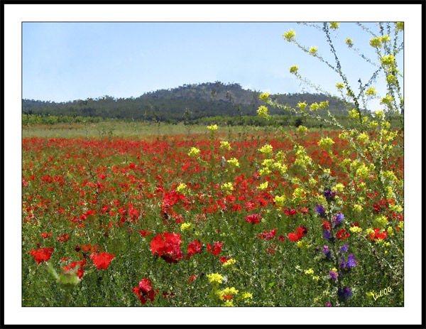 Pradera de amapolas 