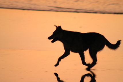 Reflejo