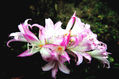 florivida