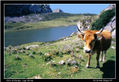 vaca