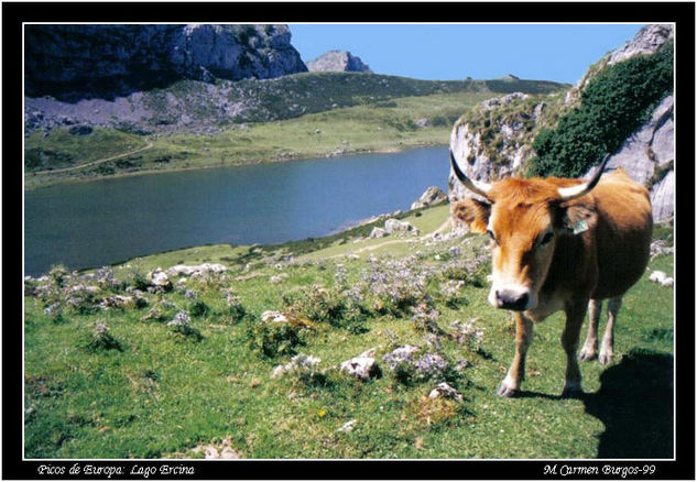 vaca Naturaleza Color (Química)