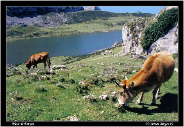 Vacas pastando Naturaleza Color (Química)