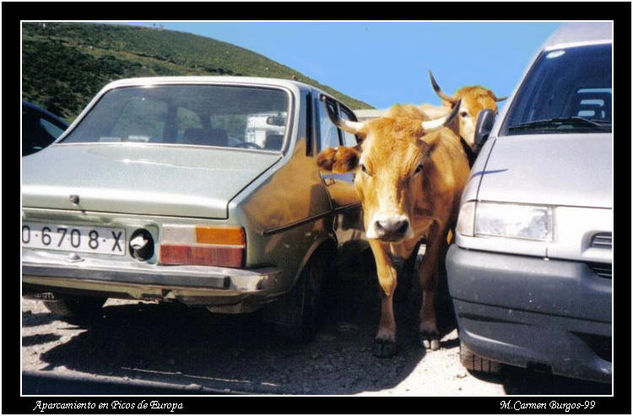 Las vacas de los coches Naturaleza Color (Química)